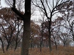 Quercus acutissima
