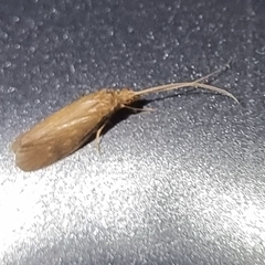 Hydrobiosidae