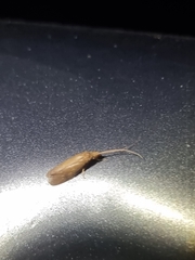 Hydrobiosidae