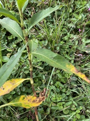 Persicaria hydropiperoides