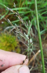 Eragrostis