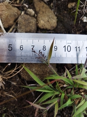 Eragrostis racemosa