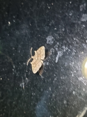 Larentiinae