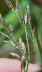Eragrostis