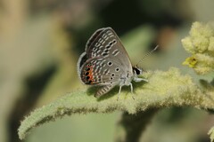 Freyeria trochylus