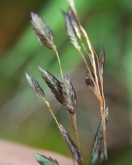 Eragrostis