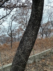 Quercus acutissima