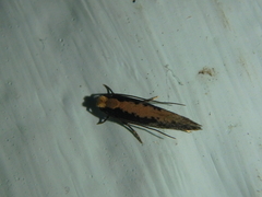 Monopis crocicapitella