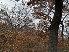 Quercus acutissima