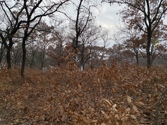 Quercus acutissima