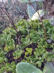 Aeonium glutinosum image