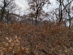 Quercus acutissima