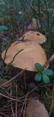 Suillus variegatus