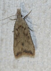 Dichomeris mesoctenis