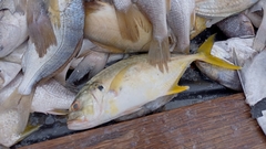 Caranx caninus
