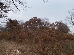 Quercus acutissima