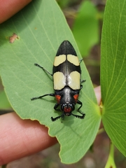 Agelia petelii