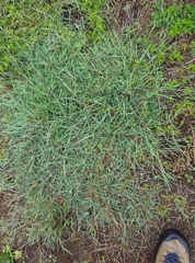 Glyceria declinata