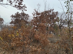 Quercus acutissima