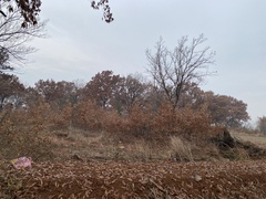 Quercus acutissima