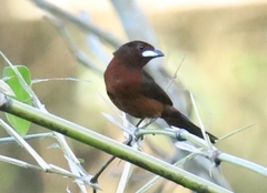 Ramphocelus carbo