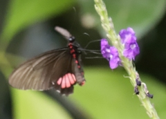 Parides