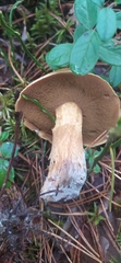 Suillus variegatus