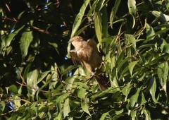 Cotinga maynana