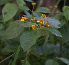 Tilesia baccata