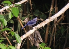 Cyanocorax violaceus