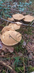 Suillus variegatus