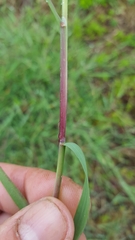 Glyceria declinata