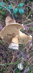 Suillus variegatus