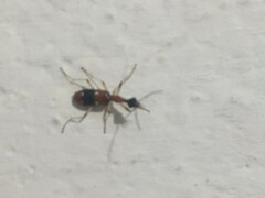 Ophionea indica