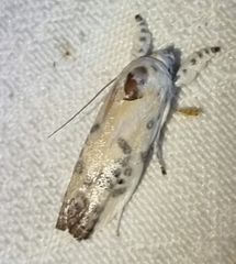 Earias huegeliana