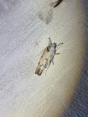 Earias huegeliana