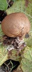 Scleroderma verrucosum
