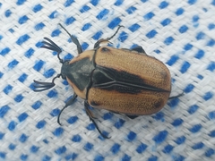 Chondropyga dorsalis