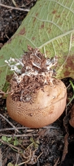 Scleroderma verrucosum