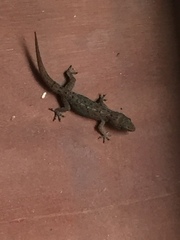 Hemidactylus frenatus