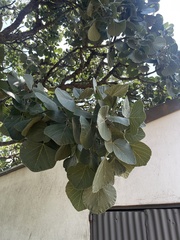 Erythrina latissima