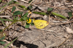 Eurema smilax
