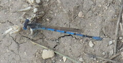 Argia