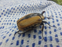 Chondropyga dorsalis