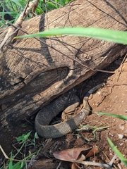Varanus albigularis albigularis
