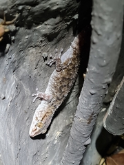 Chondrodactylus turneri