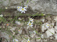 Chaetopappa asteroides