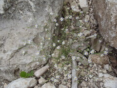 Chaetopappa asteroides