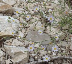 Chaetopappa asteroides