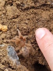 Harpactirinae